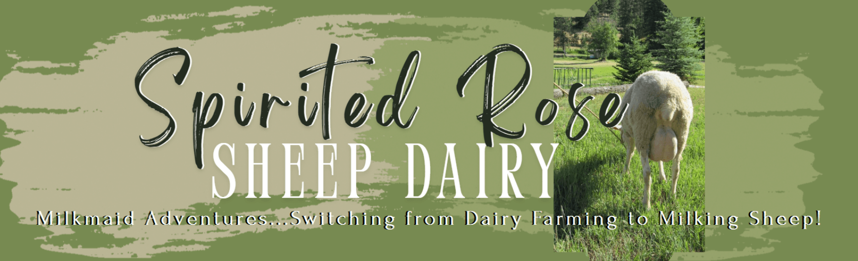 Spirited Rose Dairy Sheep Logo